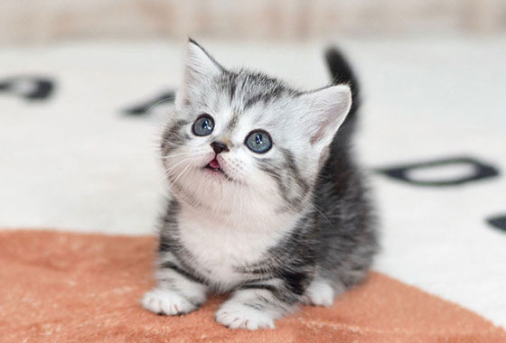 0547ad5a8cf2ecaab73fed02cdc8ac5d_1765535982_0234.jpg 0547ad5a8cf2ecaab73fed02cdc8ac5d_1765535982_0234.jpg