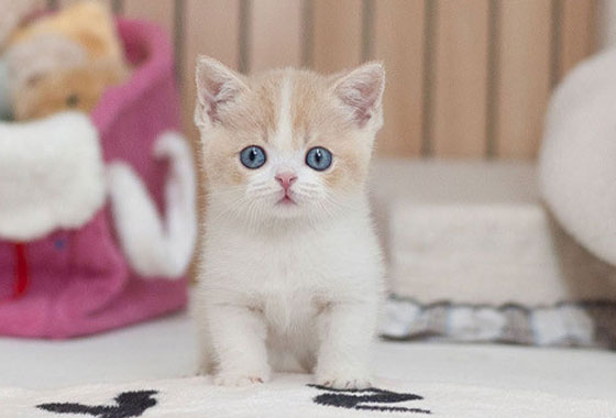 a0df5473dec0d77ce5b9f52c141ac441_1765619095_0783.jpg a0df5473dec0d77ce5b9f52c141ac441_1765619095_0783.jpg