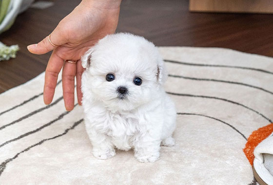 de27d63b1564da303b54299b4d879100_1766202859_7358.jpg de27d63b1564da303b54299b4d879100_1766202859_7358.jpg