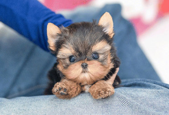 de27d63b1564da303b54299b4d879100_1766219697_9612.jpg de27d63b1564da303b54299b4d879100_1766219697_9612.jpg