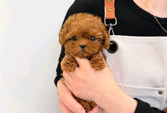 de27d63b1564da303b54299b4d879100_1766221418_6181.jpg de27d63b1564da303b54299b4d879100_1766221418_6181.jpg