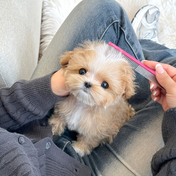 f7d50ebe2dec1ef8d91ee283c4620f90_1765105118_5444.jpg f7d50ebe2dec1ef8d91ee283c4620f90_1765105118_5444.jpg