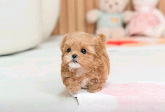 bb91cb317b7bfde3ddc51a4110885d37_1769070145_9673.jpg bb91cb317b7bfde3ddc51a4110885d37_1769070145_9673.jpg