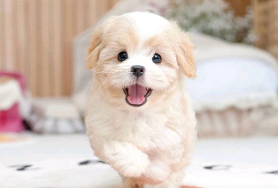 a988ee4c6205e79403fed65251f6ee8f_1772344195_5531.jpg a988ee4c6205e79403fed65251f6ee8f_1772344195_5531.jpg